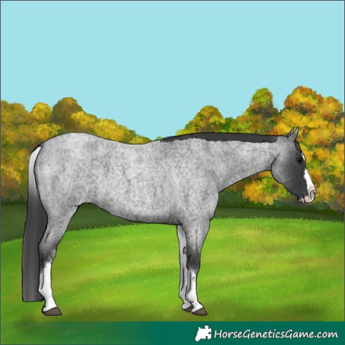 Horse Color:White Spotted Blue Roan Splash 