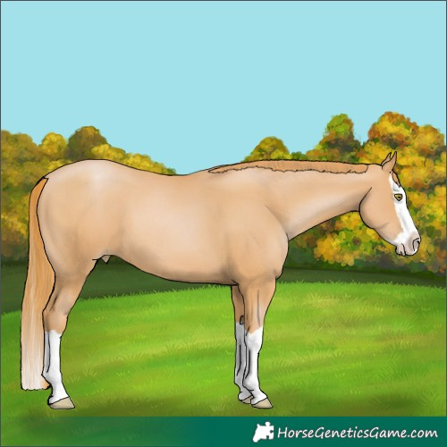 Horse Color:Chestnut Pearl Splash 