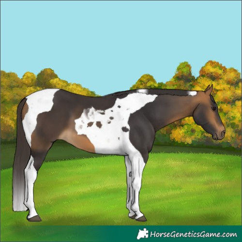 Horse Color:Buckskin Tobiano