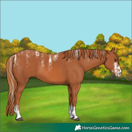 Horse Color:Powder White Chestnut