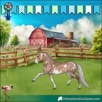 Horse Color:White Spotted Silver Brown Dun