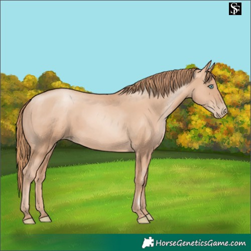 Horse Color:Gold Champagne Pearl Rabicano and Gold Champagne Pearl Rabicano