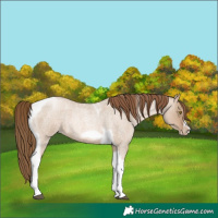 Horse Color:Liver Red Dun Roan Pearl Tobiano Frame 