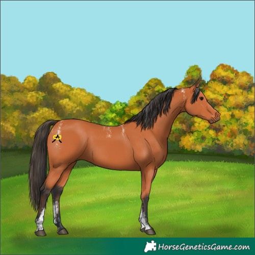 Horse Color:Powder White Bay