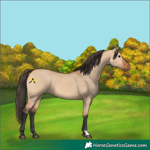 Horse Color:Bay Dun