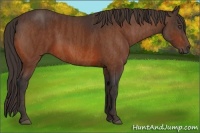 Horse Color:Bay  Brindle