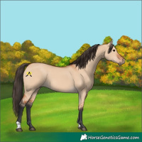 Horse Color:Bay Dun 