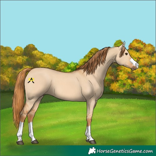 Horse Color:Red Dun