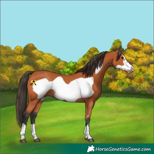 Horse Color:Bay Frame 