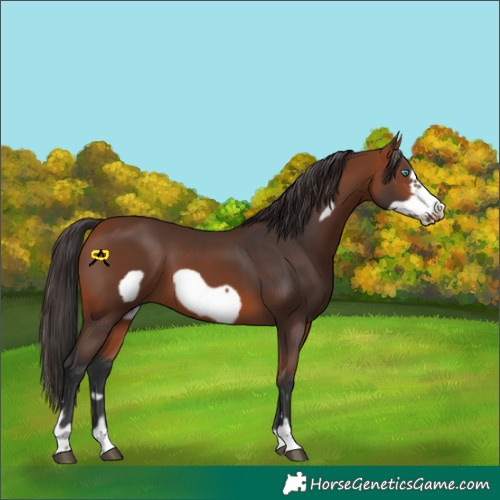 Horse Color:Bay Frame 