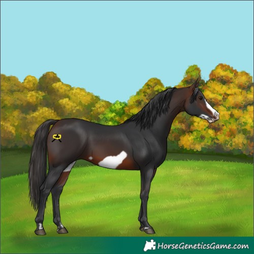 Horse Color:Brown Frame 