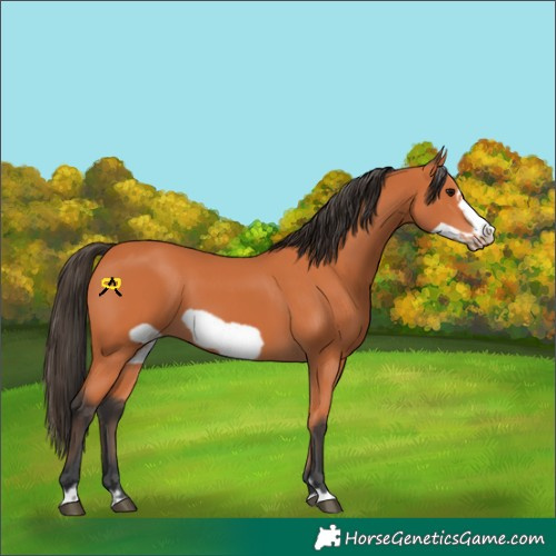 Horse Color:Bay Frame 