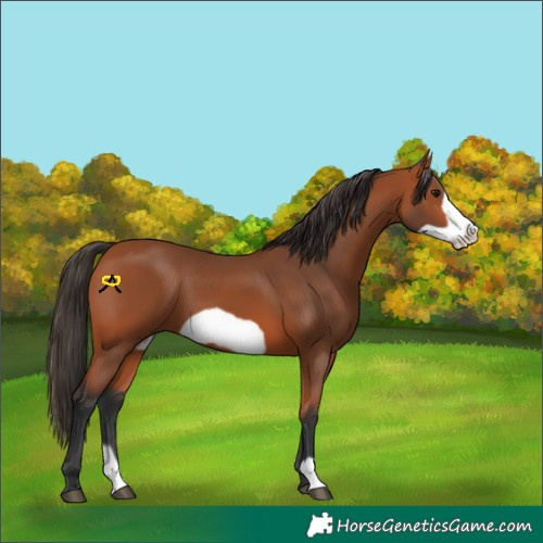 Horse Color:Bay Frame