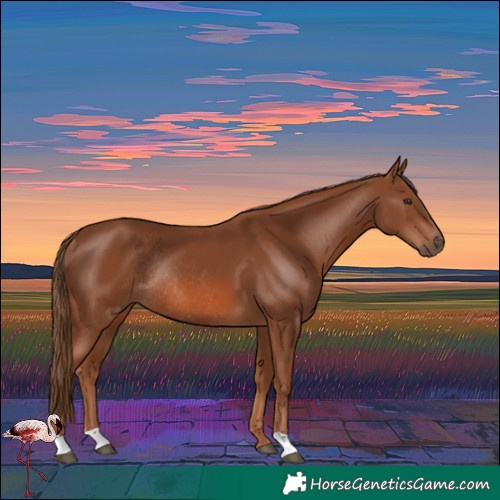 Horse Color:Chestnut Rabicano