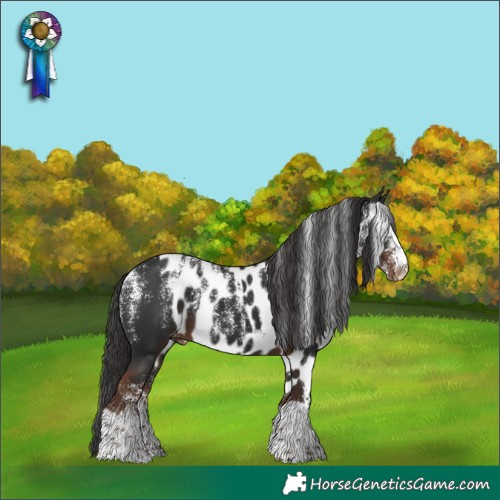 Horse Color:Powder White Liver Chestnut Skewed Appaloosa