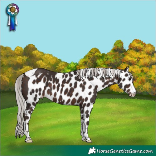 Horse Color:Silver Brown Splash Tobiano Skewed Appaloosa