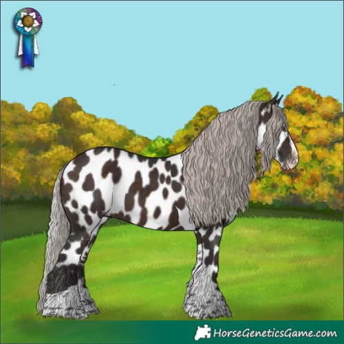 Horse Color:Silver Brown Splash Tobiano Skewed Appaloosa