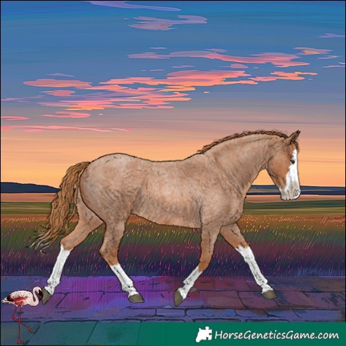Horse Color:Red Roan Splash 