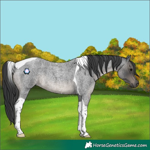 Horse Color:Blue Roan Tobiano Rabicano 