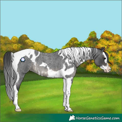 Horse Color:Blue Roan Splash Tobiano Skewed Appaloosa Rabicano 