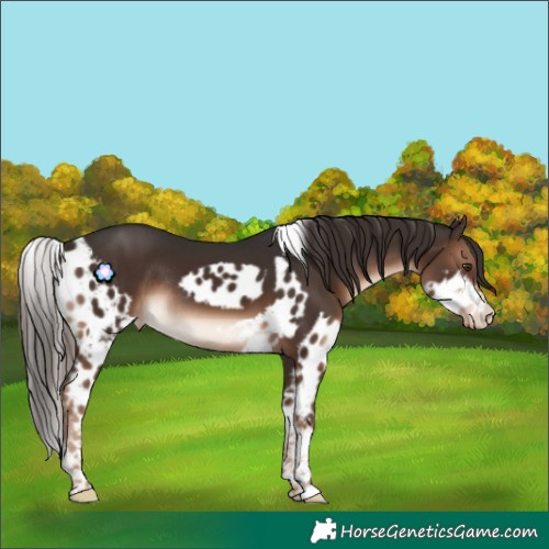 Horse Color:Liver Chestnut Tobiano Skewed LP Spotted Rabicano