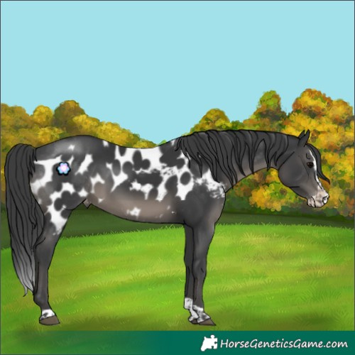 Horse Color:Black Splash Tobiano Skewed Appaloosa Rabicano 