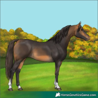 Horse Color:Buckskin Tobiano 