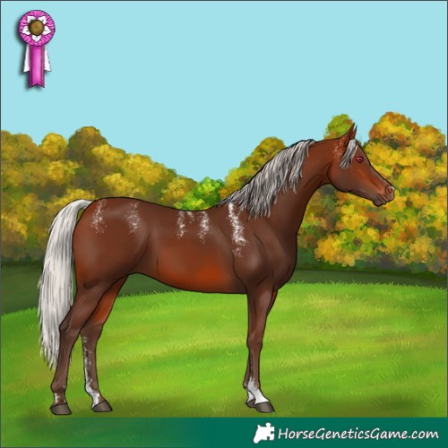 Horse Color:Powder White Silver Bay Sabino Rabicano 