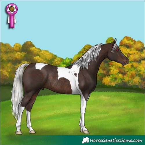 Horse Color:Silver Brown Tobiano Rabicano 