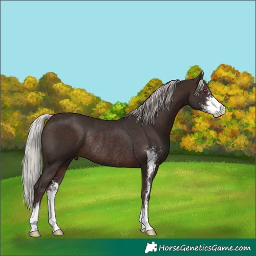 Horse Color:Silver Bay Sabino Rabicano