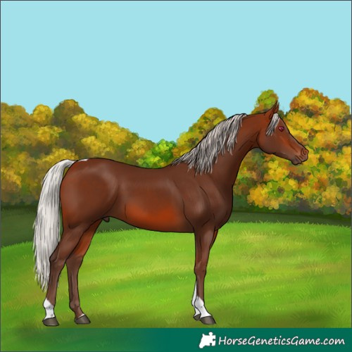 Horse Color:Silver Bay Tobiano Rabicano 