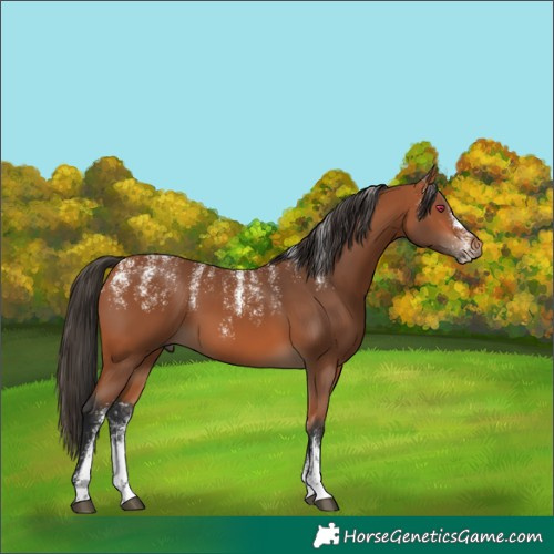 Horse Color:Powder White Bay