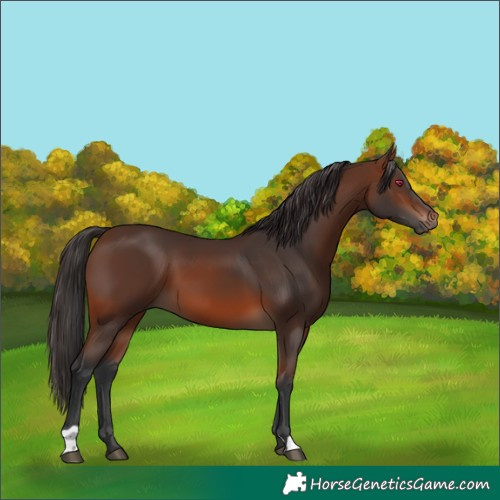 Horse Color:Brown 