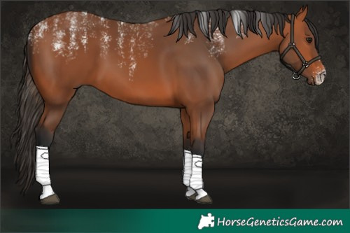 Horse Color:Powder White Bay 