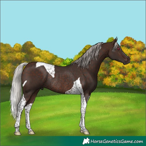 Horse Color:Silver Brown Tobiano Rabicano 