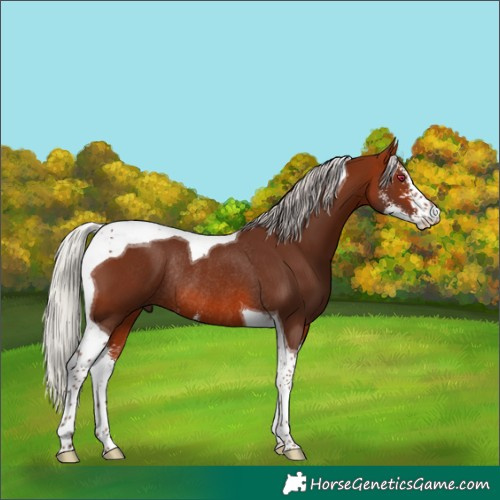 Horse Color:Silver Bay Sabino Tobiano Rabicano