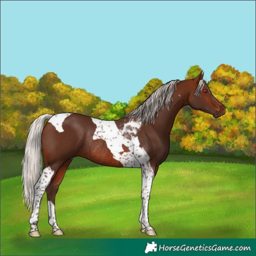 Horse Color:Silver Bay Tobiano Rabicano