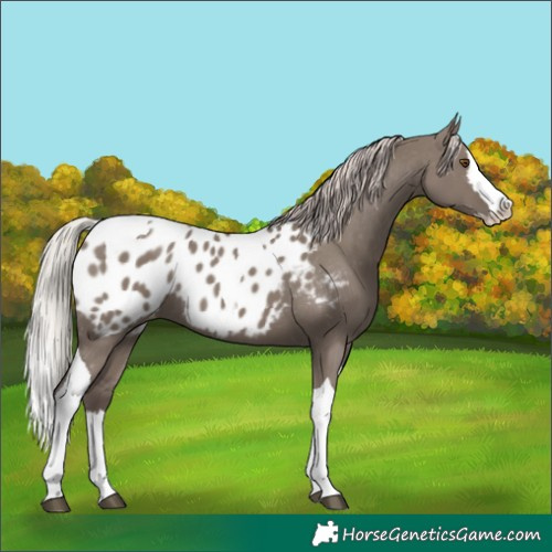Horse Color:Silver Grullo Splash Tobiano Near Leopard Rabicano