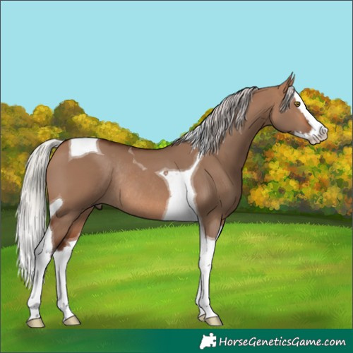 Horse Color:Silver Brown Dun Splash Tobiano Rabicano