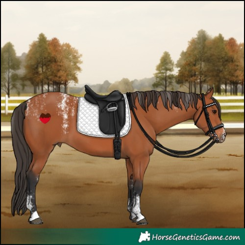 Horse Color:Powder White Bay 