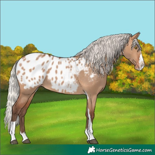 Horse Color:Silver Bay Dun Splash Tobiano Appaloosa Rabicano