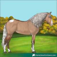 Horse Color:Silver Bay Dun Splash Tobiano Blanket Rabicano