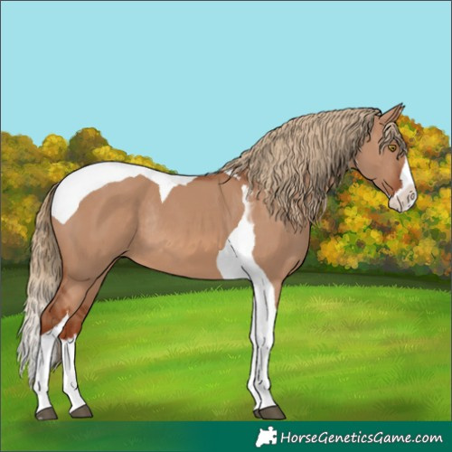 Horse Color:Red Dun Splash Tobiano Rabicano 