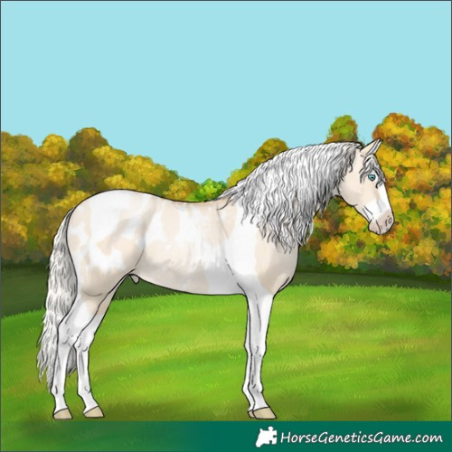 Horse Color:Silver Smoky Grullo Pearl Splash Tobiano Appaloosa Rabicano