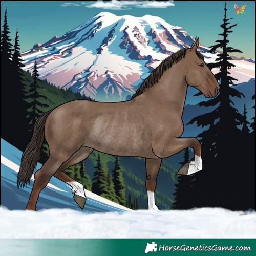 Horse Color:Liver Red Dun Rabicano 