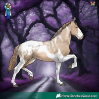 Horse Color:Powder White Liver Red Dun Pearl Tobiano Appaloosa 