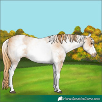 Horse Color:White Spotted Chestnut Sabino Frame 