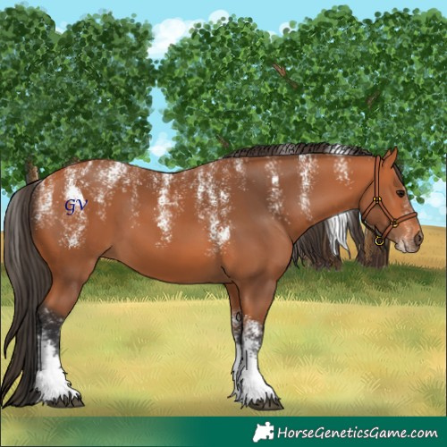 Horse Color:Powder White Bay