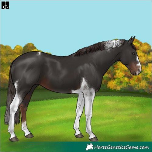 Horse Color:Liver Chestnut Tobiano