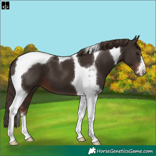 Horse Color:Liver Chestnut Tobiano 